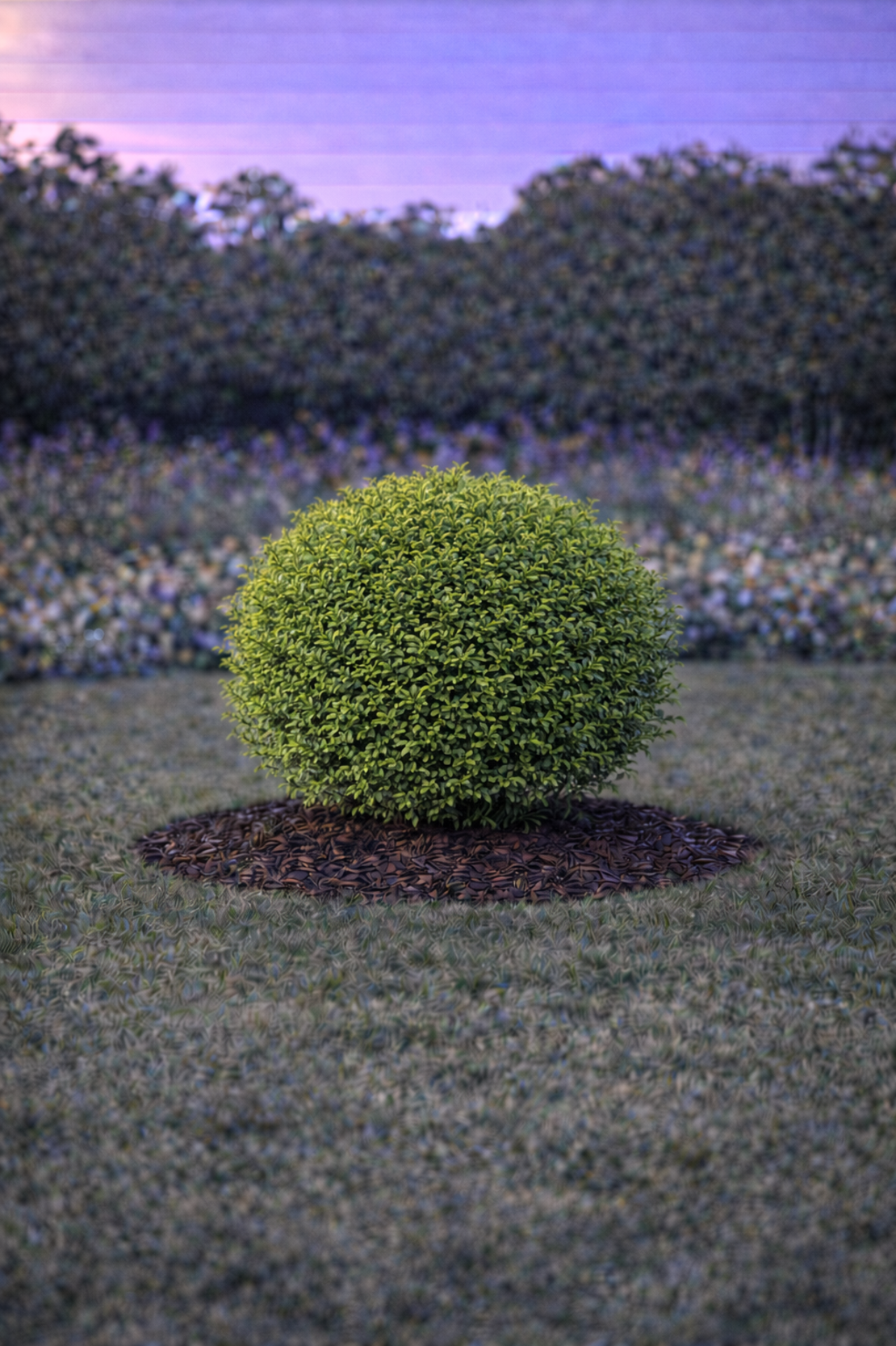 Орлов нокът дребнолистен Lonicera nitida