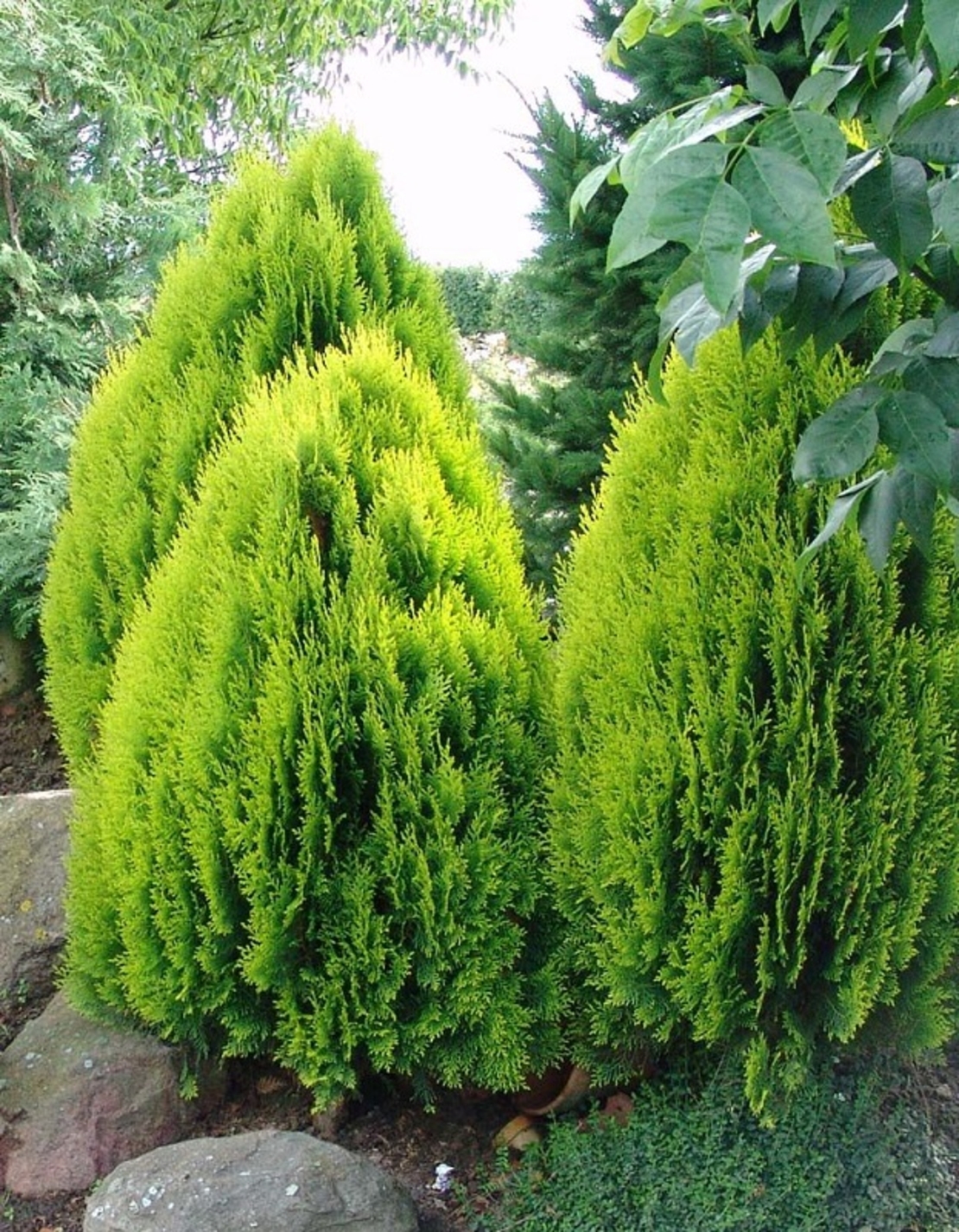 Туя ‘Aurea Nana’ Thuja occidentalis ‘Aurea Nana’