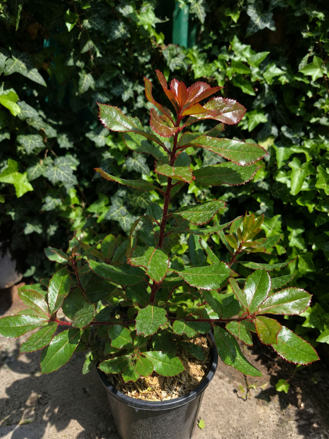 Арбутус / Ягодово дърво 'Arbutus unedo'