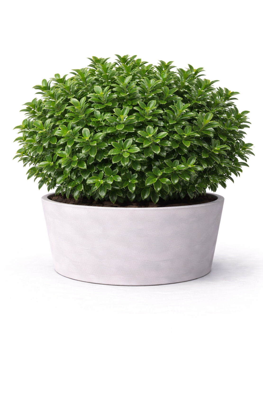 Евонимус японски пъстролистен Euonymus japonicus