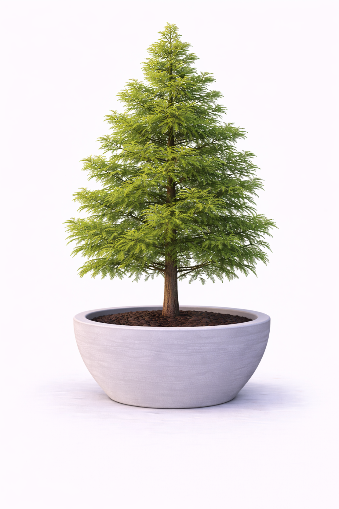 Метасеквоя Metasequoia glyptostroboides