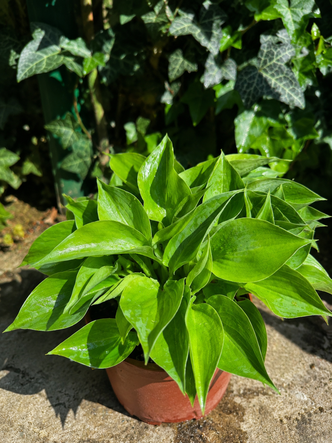 Хоста микс Hosta spp.