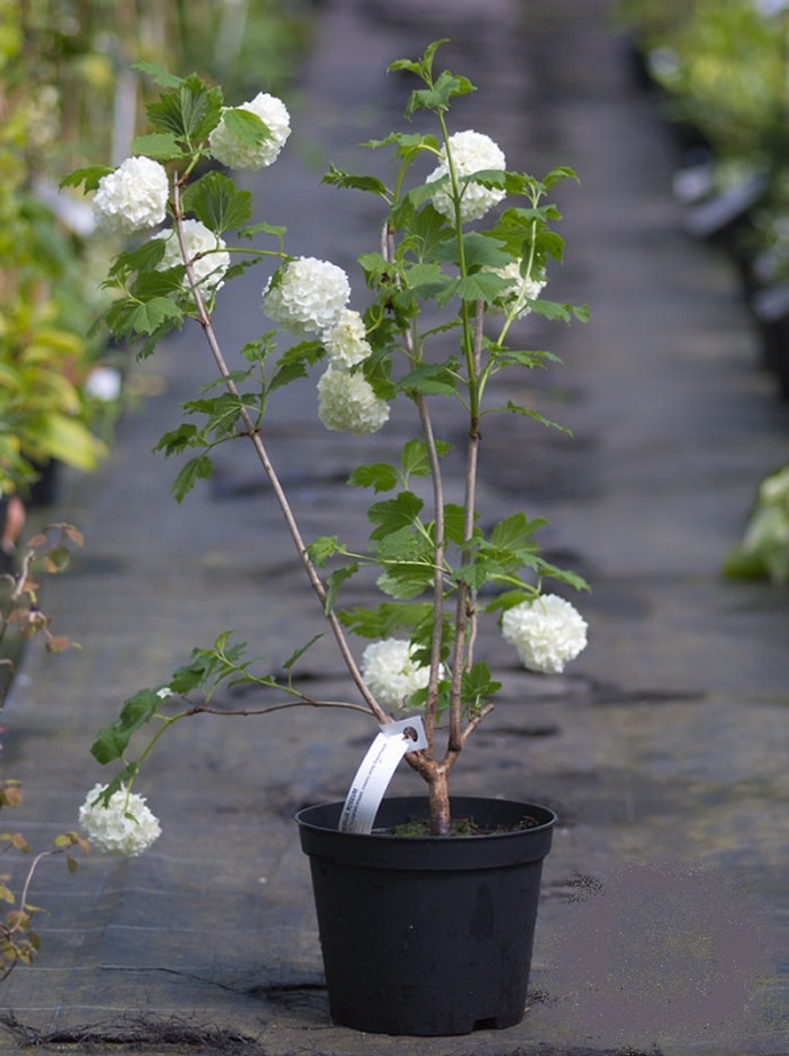 Калина ‘Roseum’ Viburnum opulus ‘Roseum’