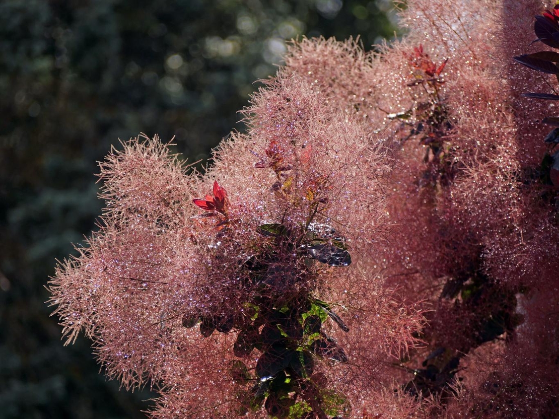 Тетра, смрадлика	Cotinus coggygria