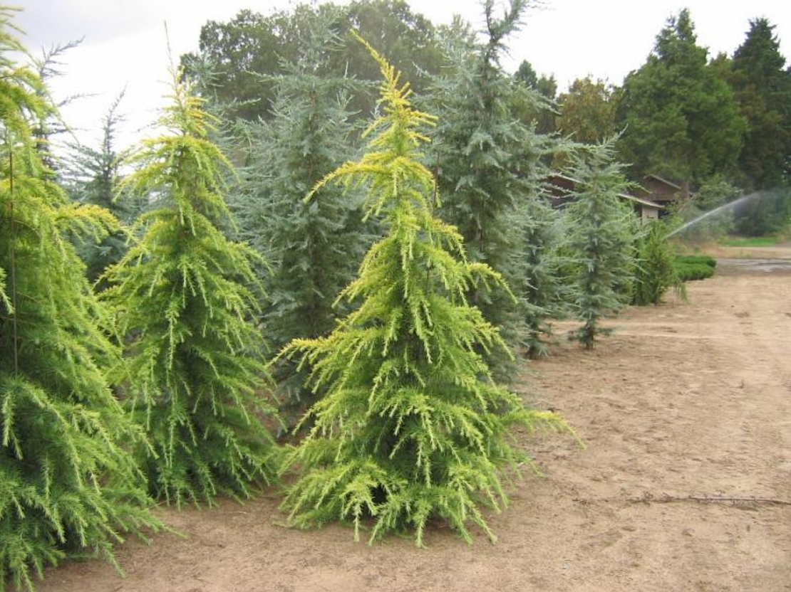 Кедър хималайски ‘Aurea’ Cedrus deodara ‘Aurea’