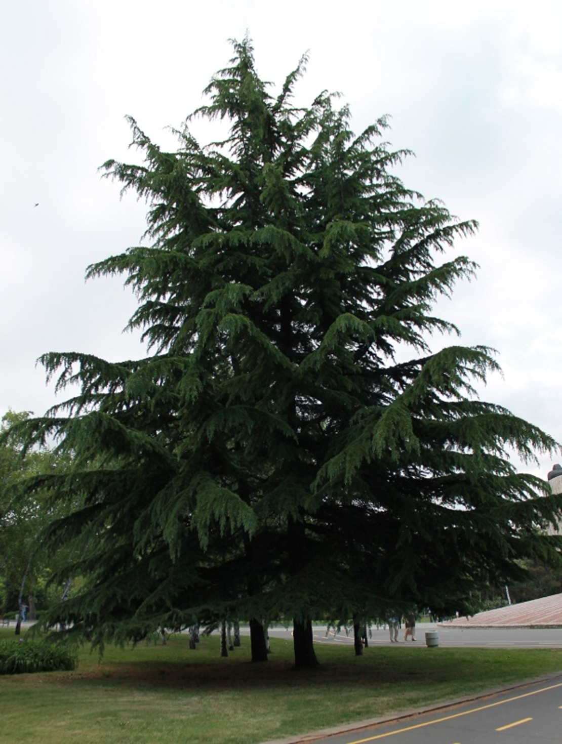 Кедър ливански висок Cedrus libani