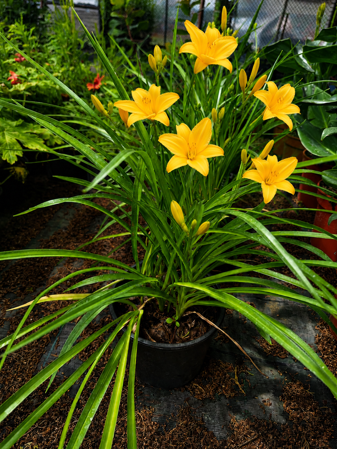 Хемерокалис   'Hemerocallis spp.'