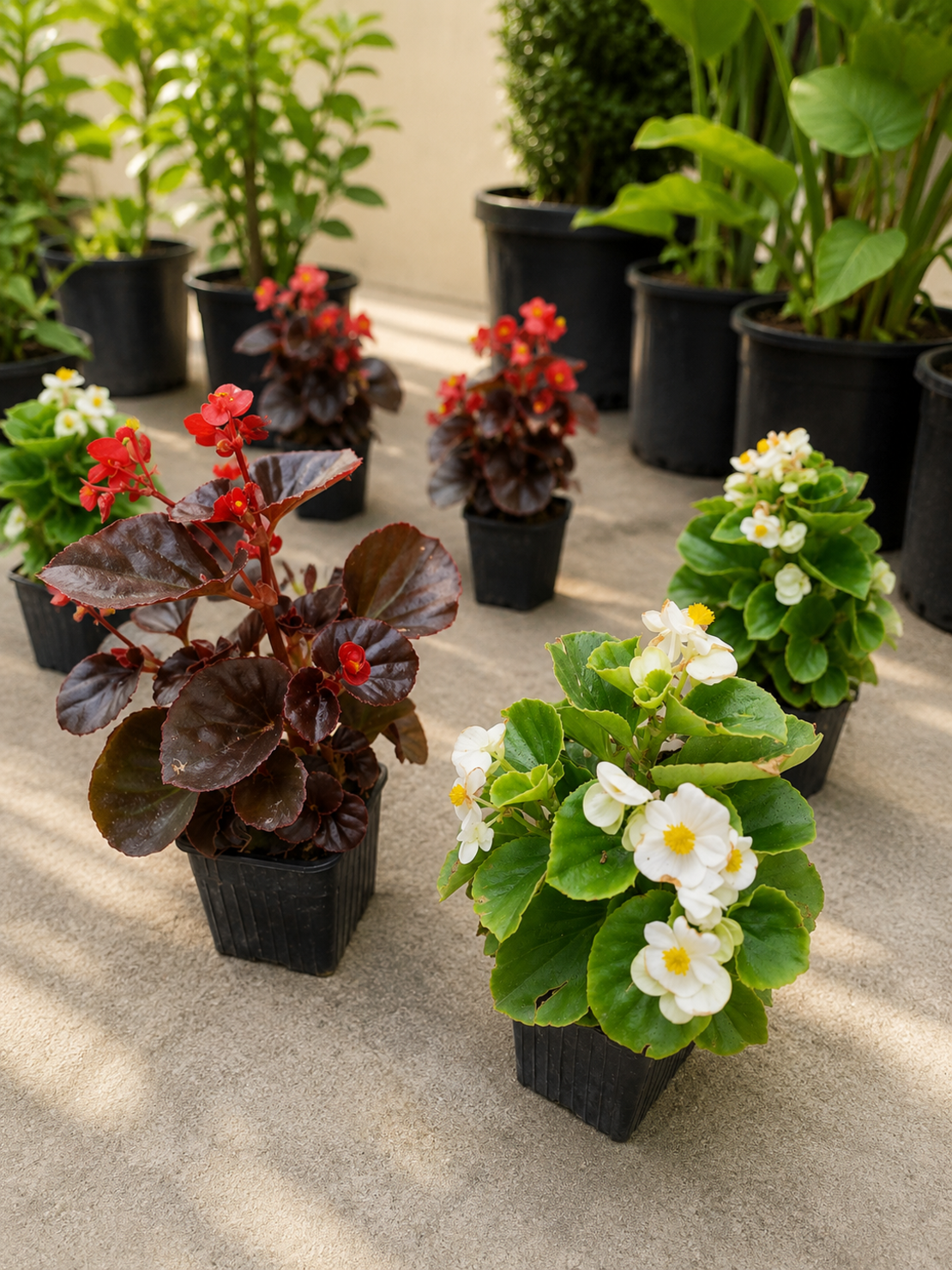 Бегония вечноцъфтяща 'Begonia semperflorens'