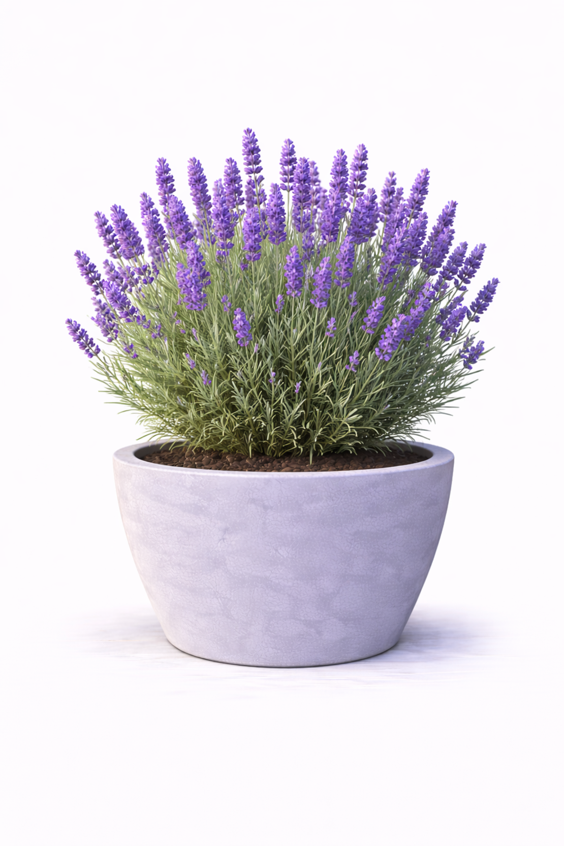 Лавандула Lavandula angustifolia