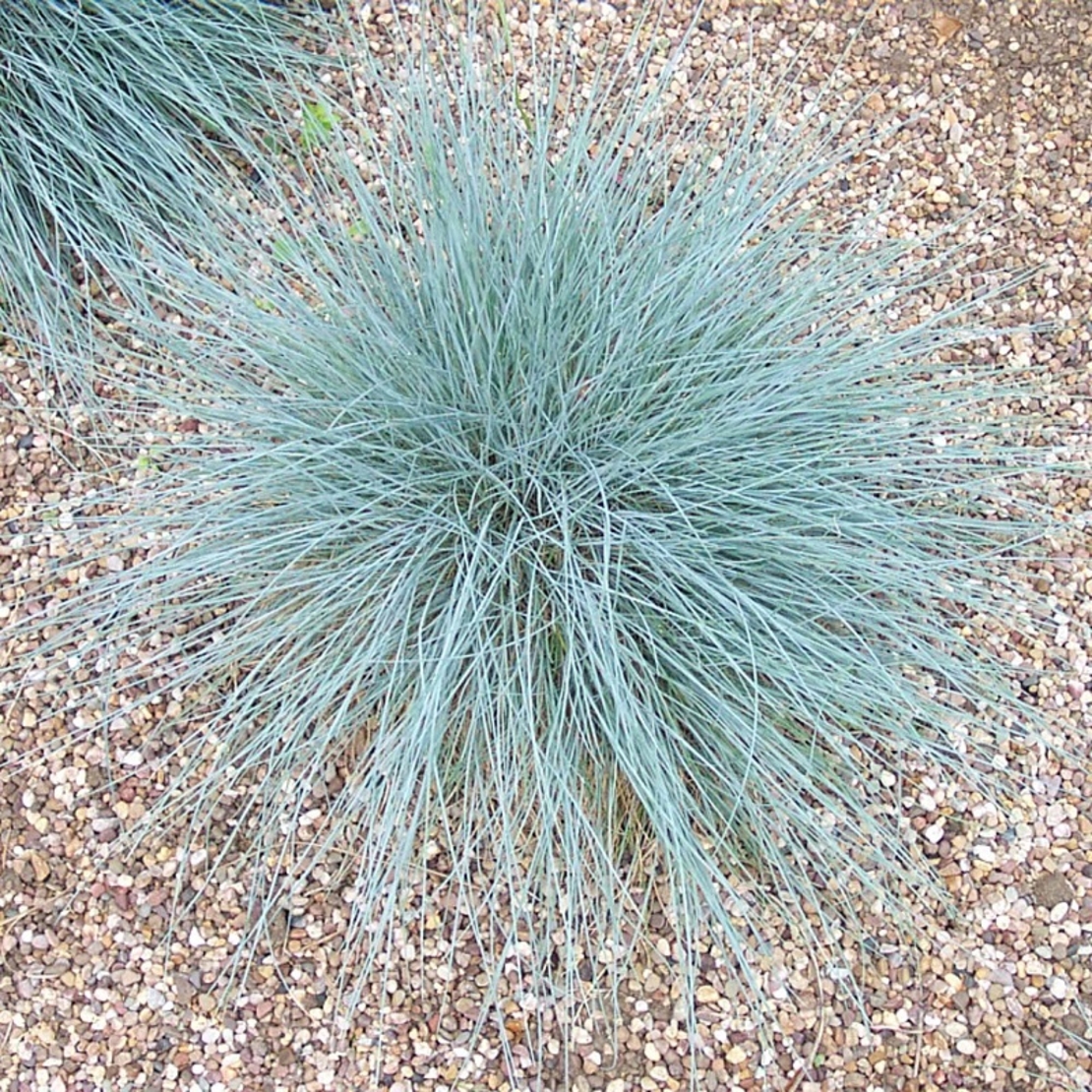 Фестука ‘Glauca’ Festuca glauca
