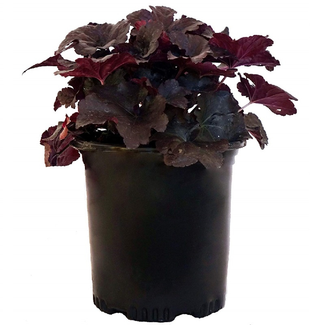 Хойхера (коралокамбанка) Heuchera sanguinea