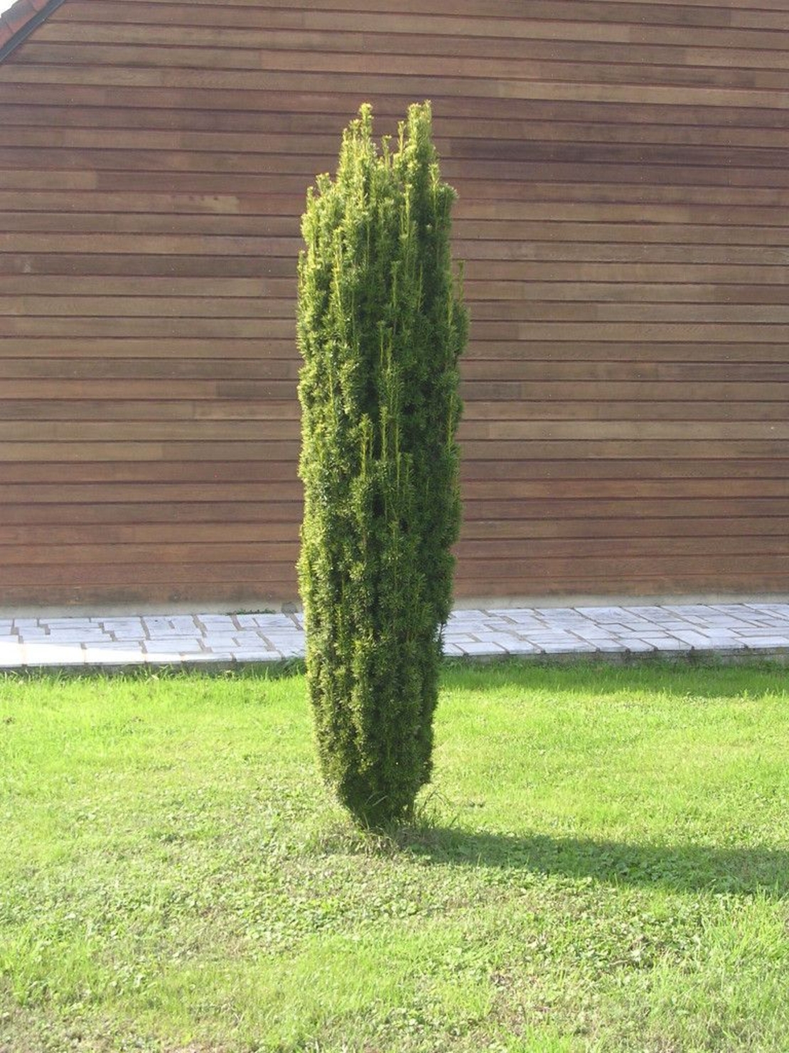 Тис ‘Fastigiata’ Taxus baccata ‘Fastigiata’