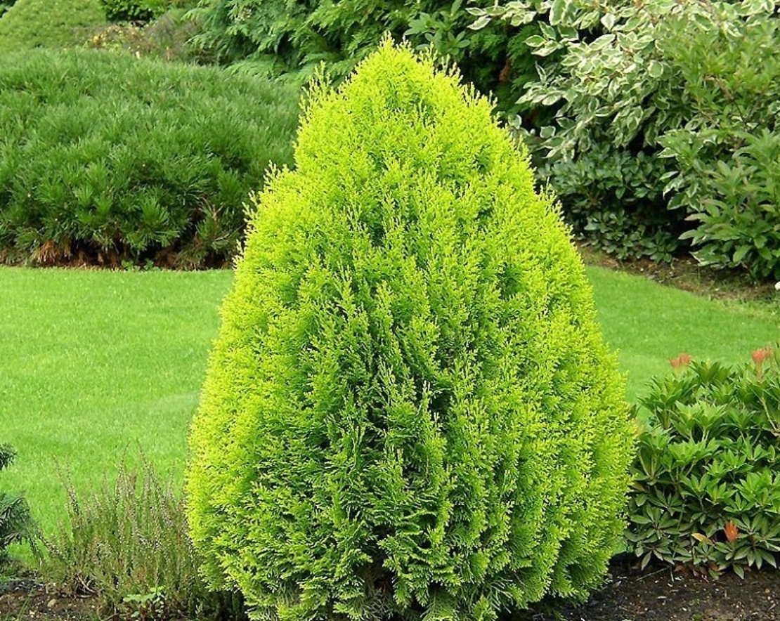 Туя ‘Aurea Nana’ Thuja occidentalis ‘Aurea Nana’