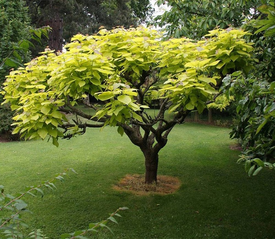 Каталпа ‘Aurea’ Catalpa bignonioides ‘Aurea’