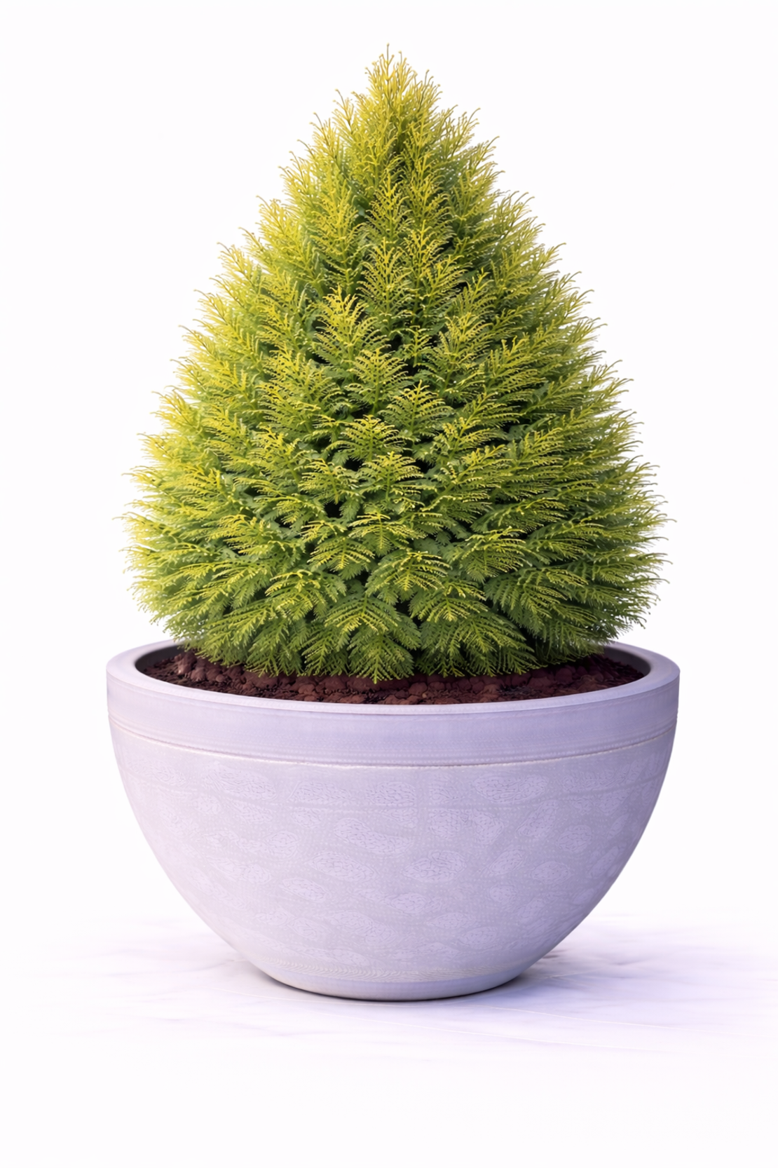 Туя източна Thuja orientalis