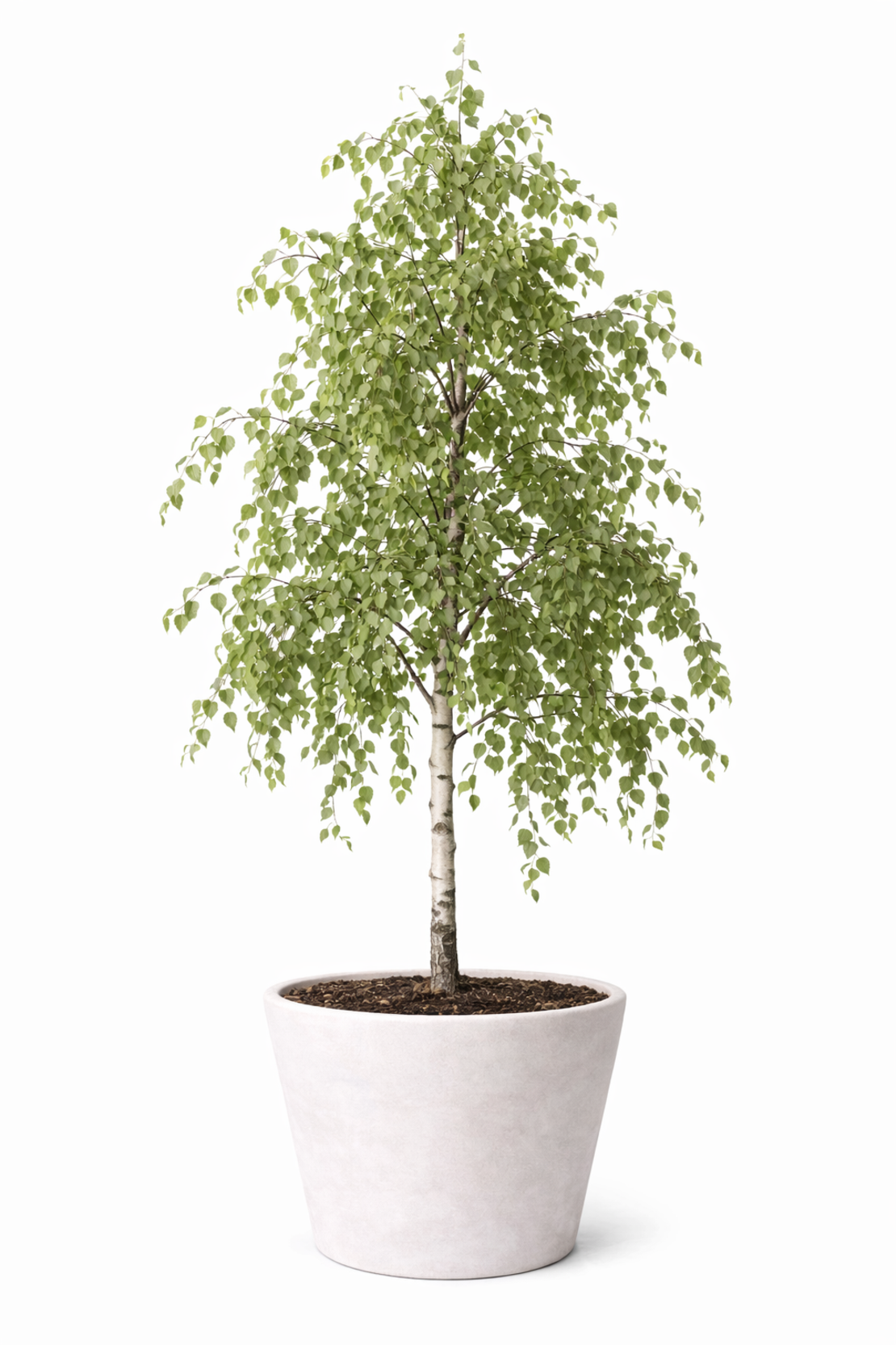 Сребролистна бреза Betula pendula