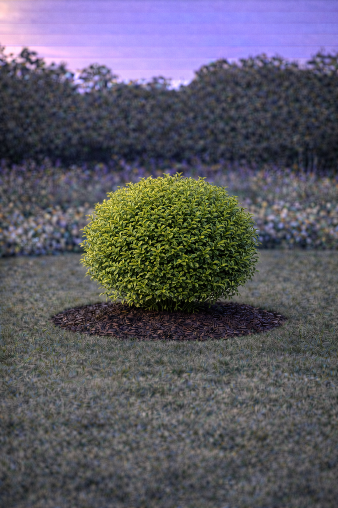 Лигуструм овалолистен Ligustrum ovalifolium