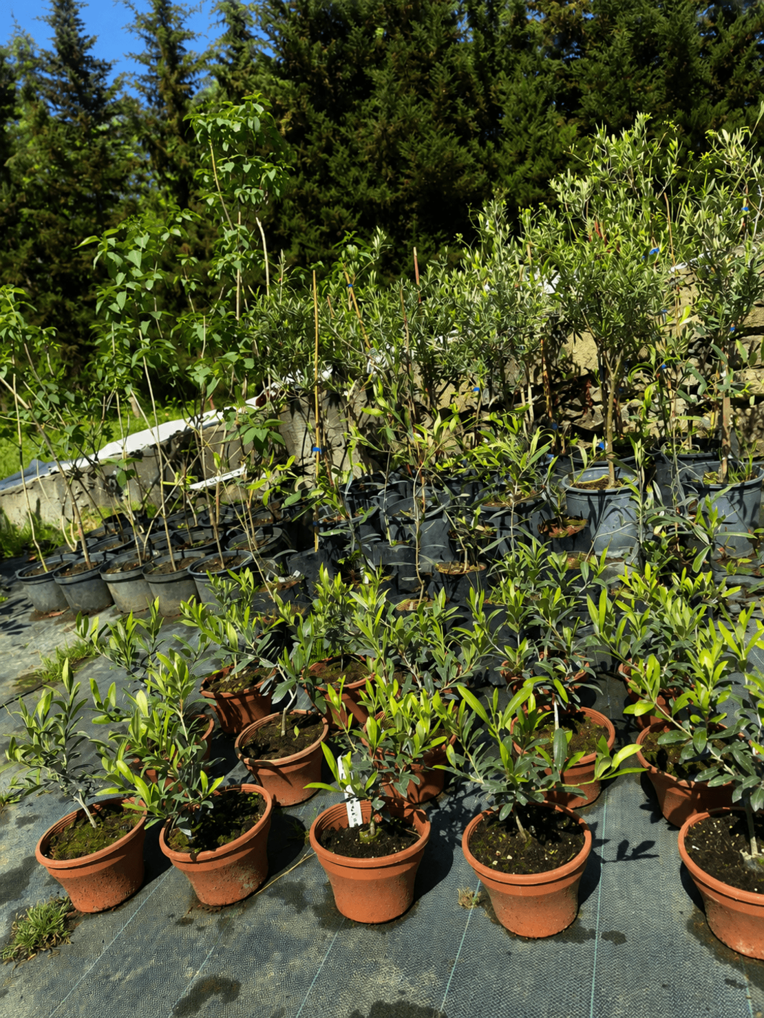 Маслина (европейска) 'Olea europaea' 20см
