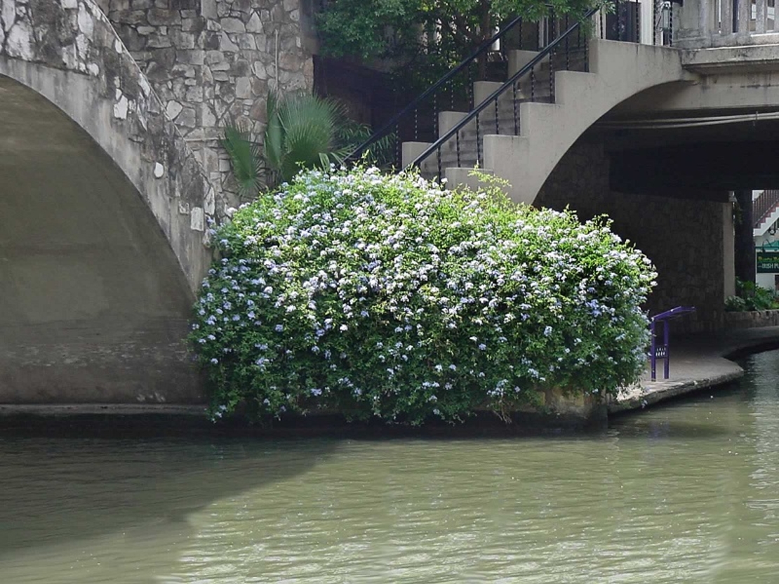 Пломбаго (син жасмин) Plumbago auriculata