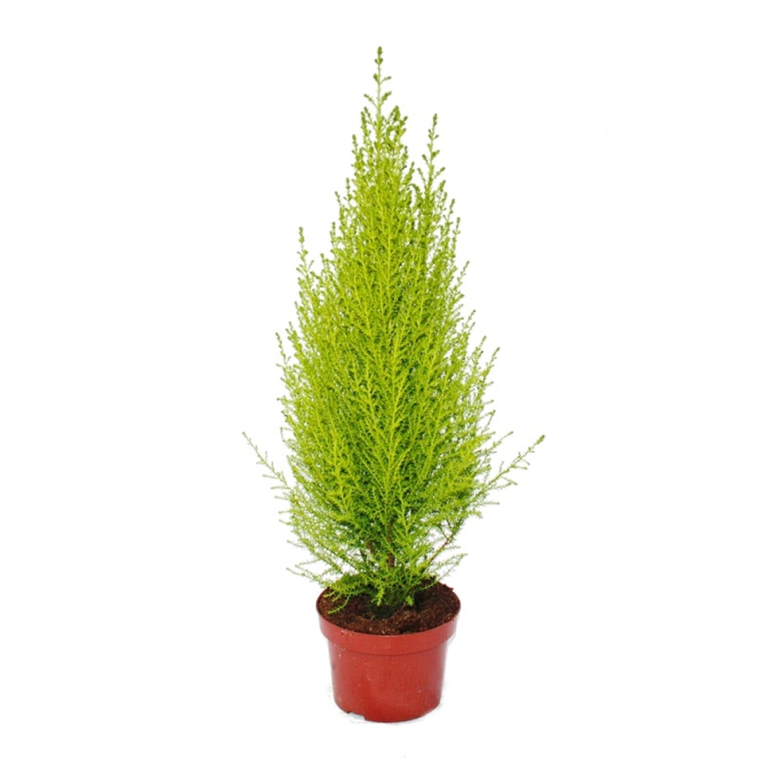 Макрокарпус кипарис ‘Wilma’ Cupressus macrocarpa ‘Wilma’