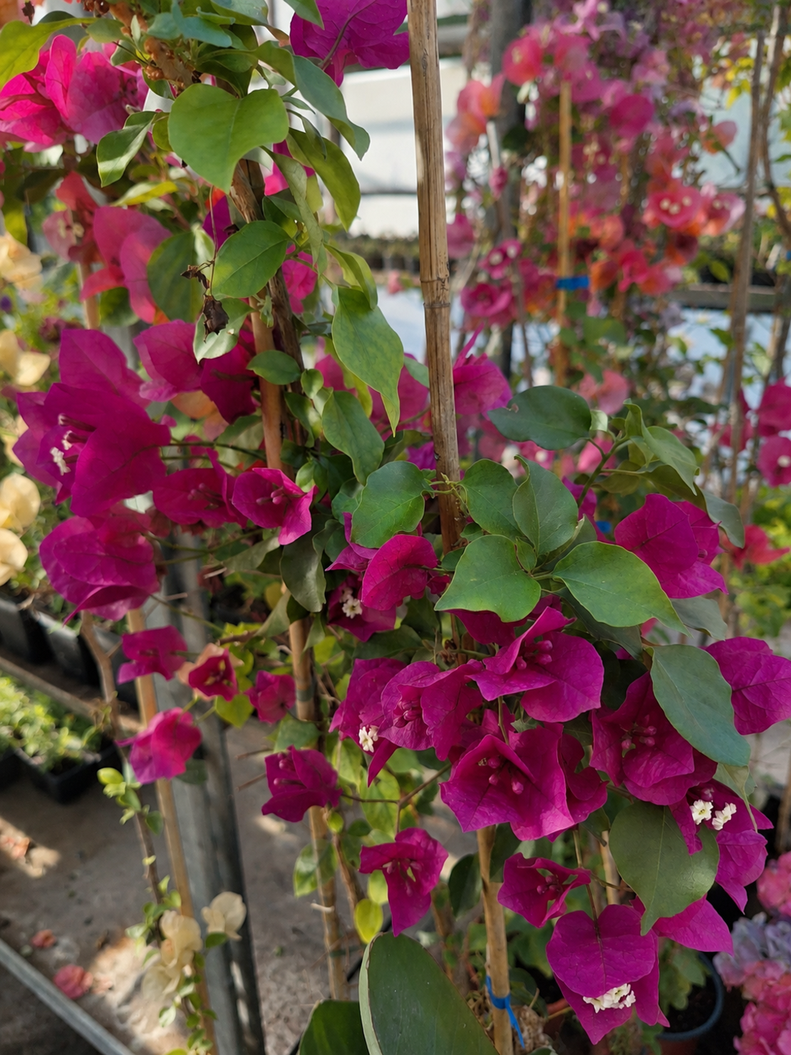 Бугенвилия  'Bougainvillea spp.'