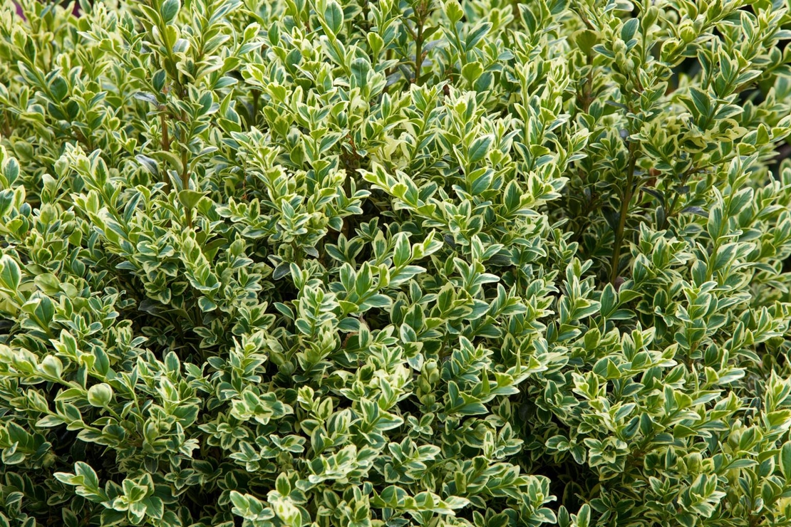 Евонимус микрофила	Euonimus japonicum 