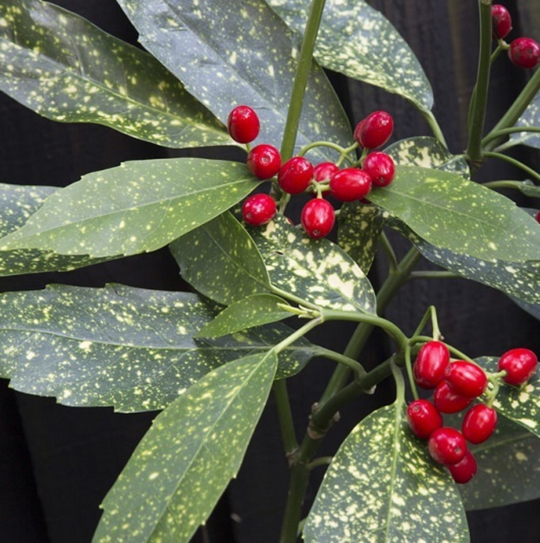 Аукуба ‘Crotonifolia’ Aucuba japonica ‘Crotonifolia’