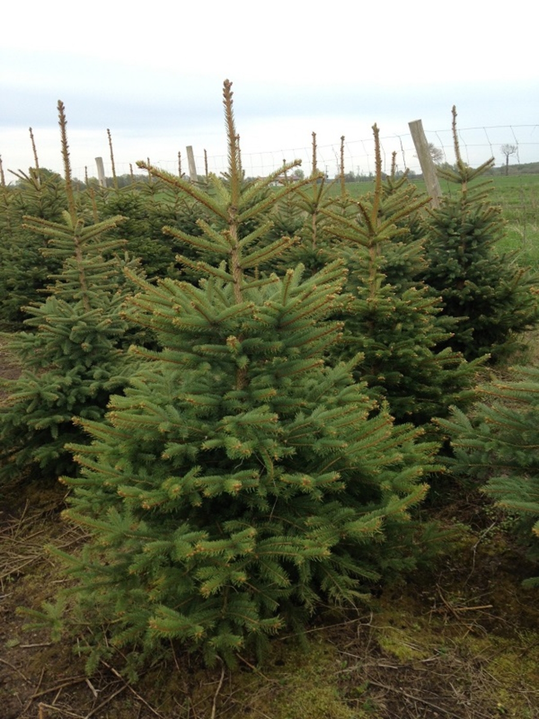 Смърч сребрист (пунгенс) Picea pungens