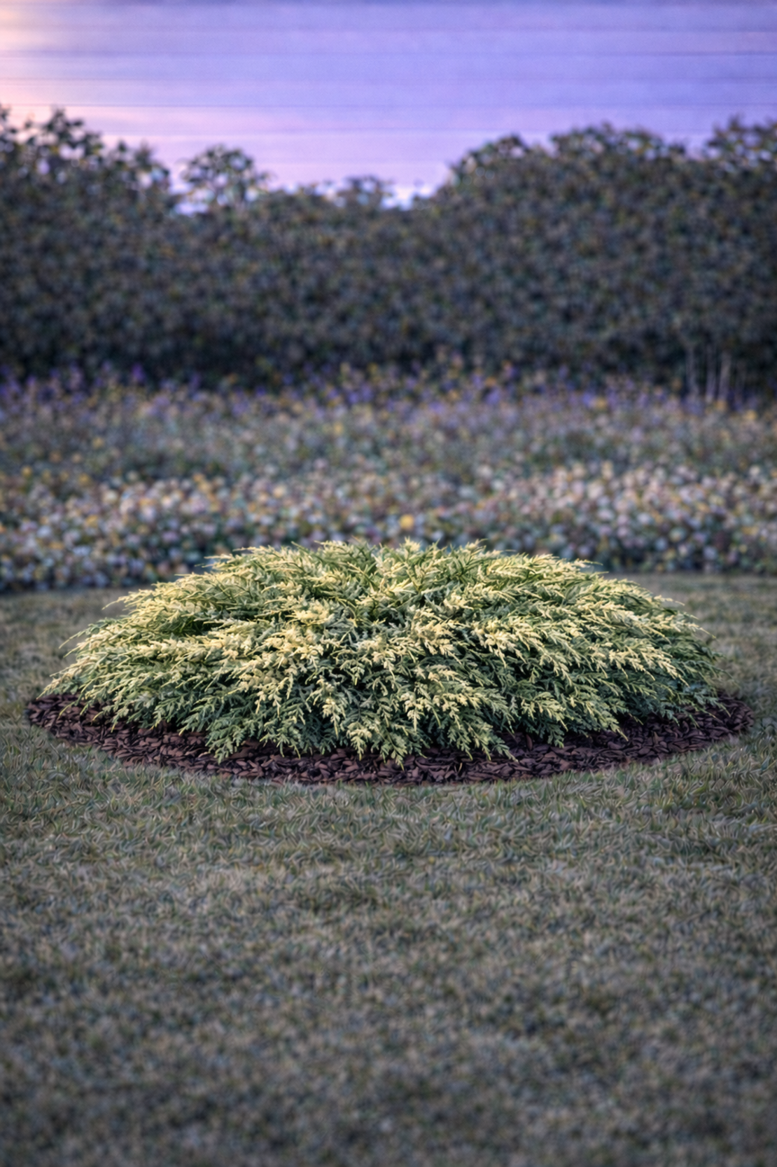 Хвойна сабина (пъстра) Juniperus sabina ‘Variegata’