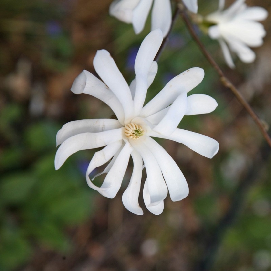 Магнолия звездовидна Magnolia stellata