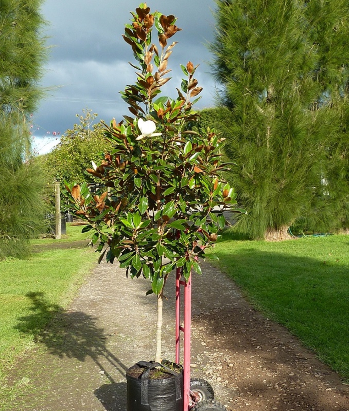 Магнолия ‘Little Gem’ Magnolia grandiflora ‘Little Gem’
