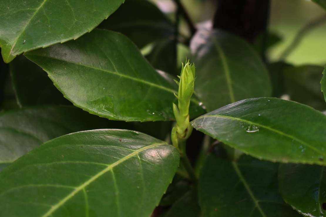 Лавровишня  Prunus laurocerassus