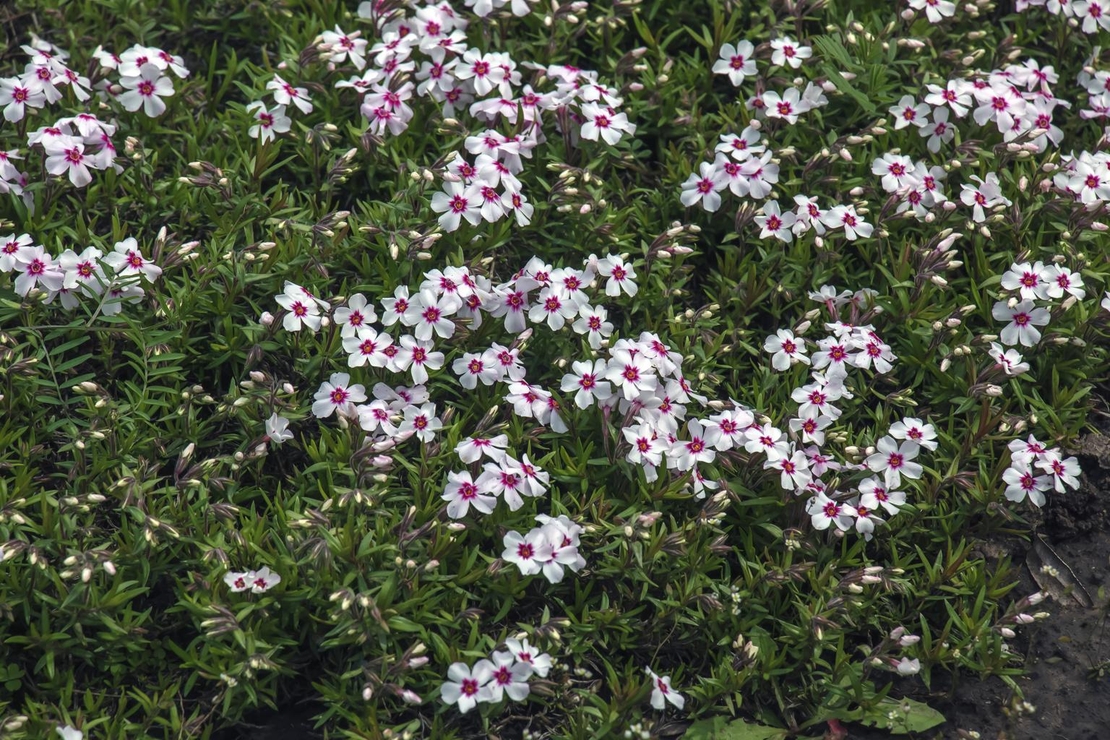Флокс Phlox subulta mix