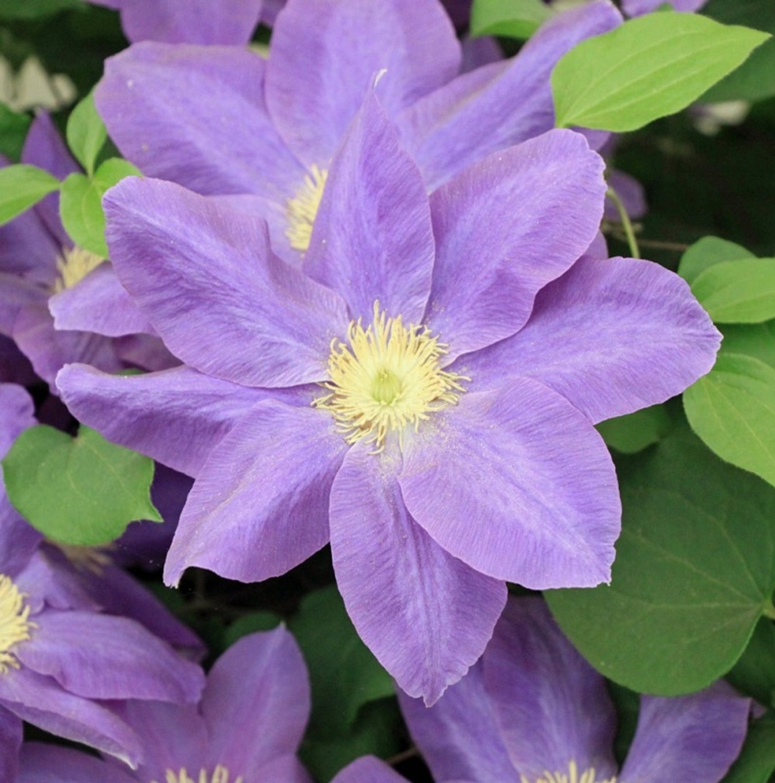 Клематис (хибриден сорт) Clematis spp.