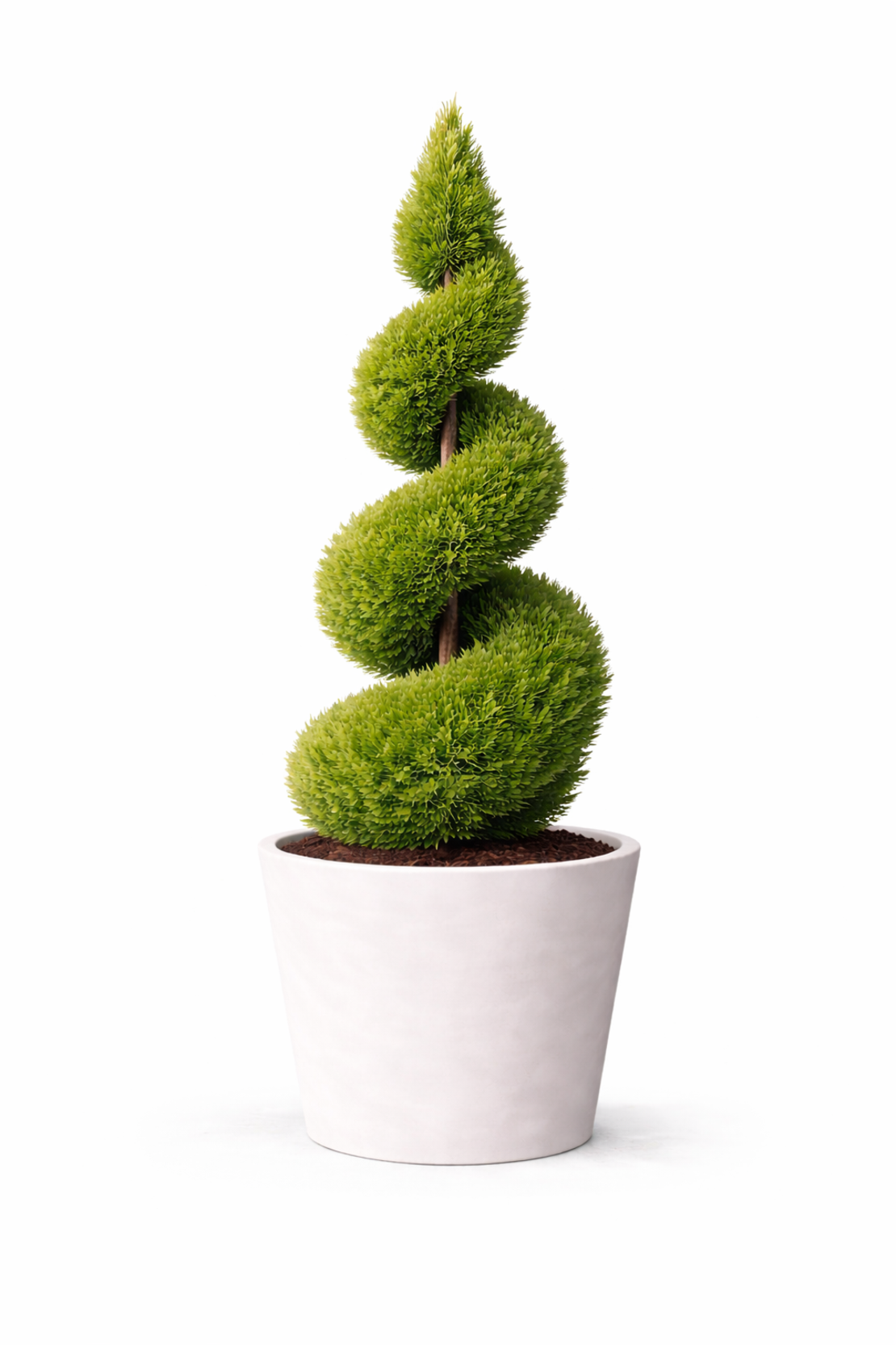 Лейландов кипарис (спирала) Cupressocyparis leylandii