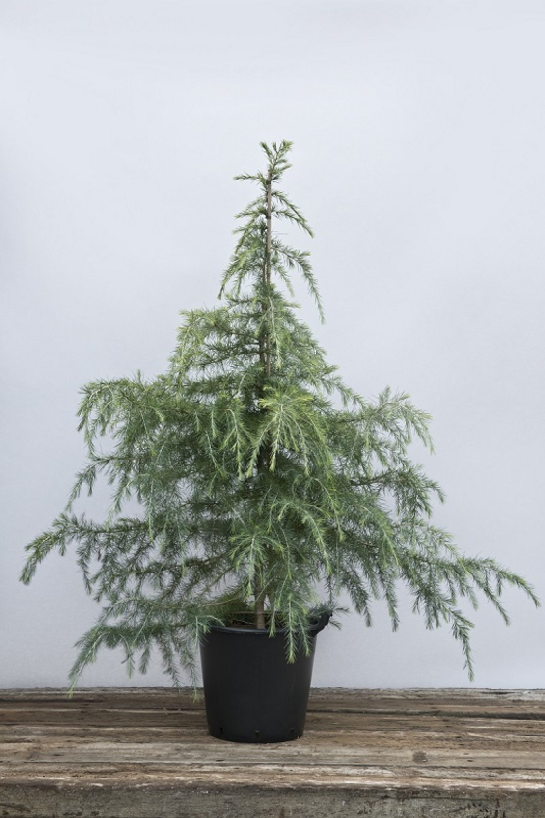 Кедър хималайски Cedrus deodara