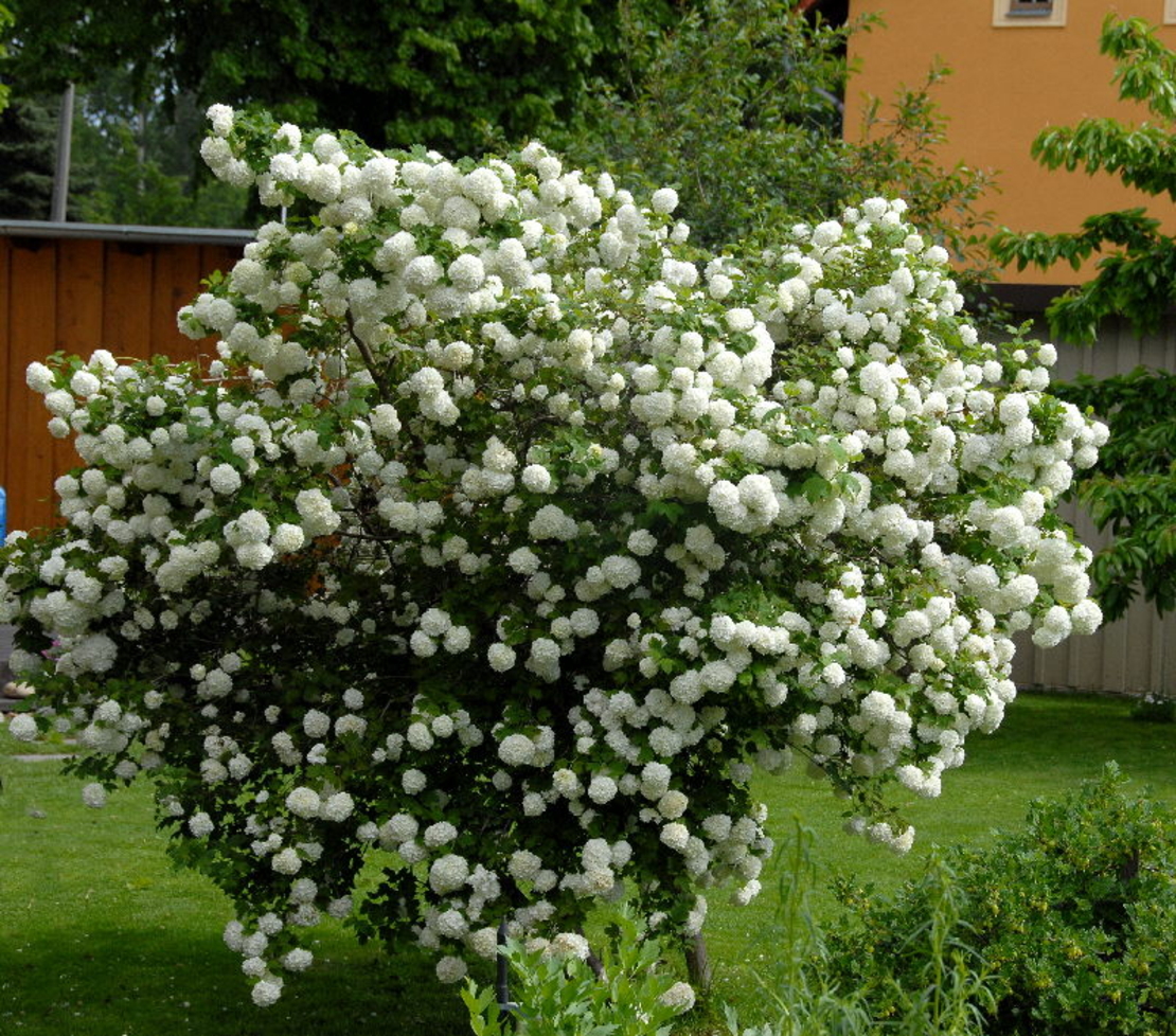 Калина ‘Roseum’ Viburnum opulus ‘Roseum’