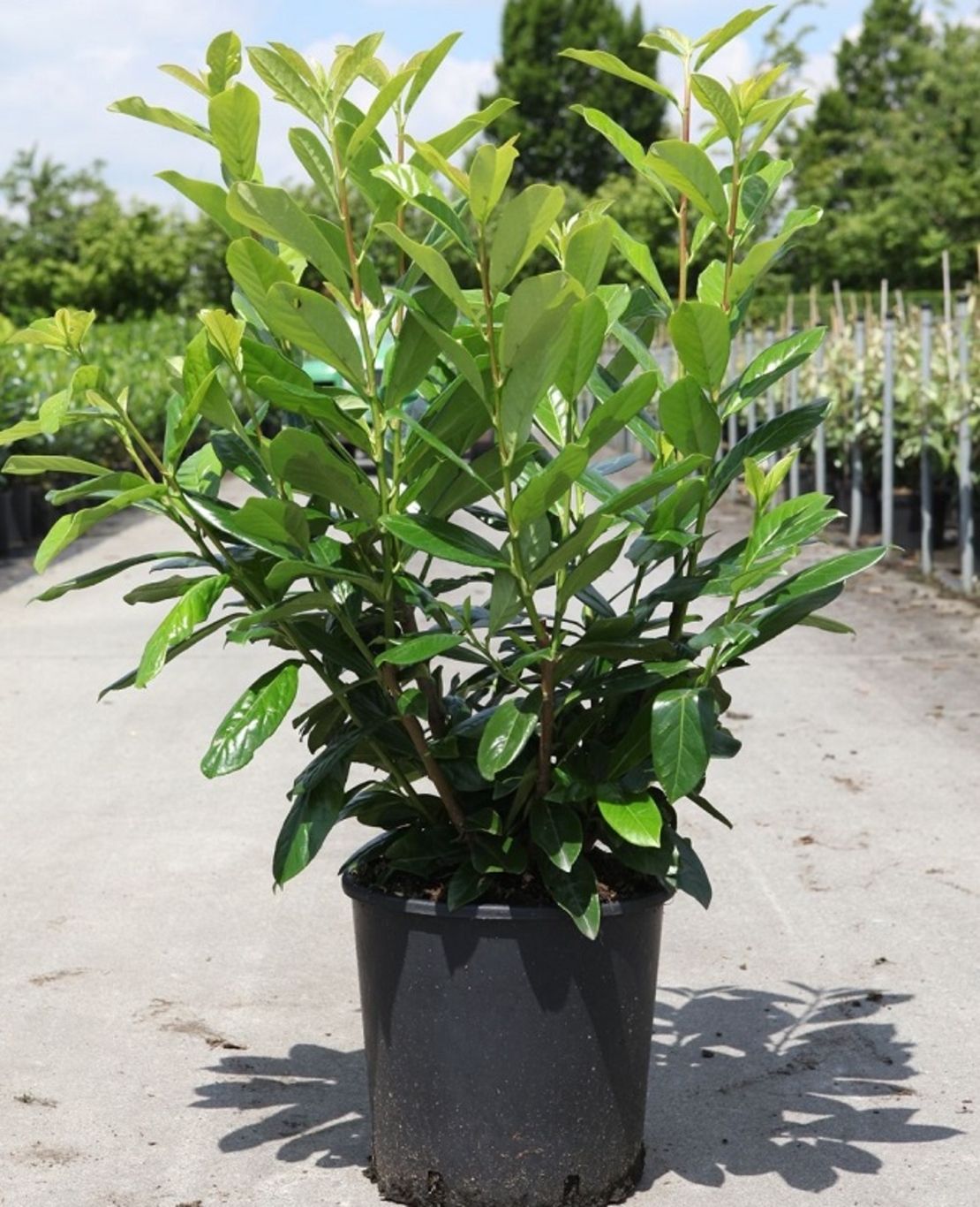 Лавровишня ‘Novita’ Prunus laurocerasus ‘Novita’