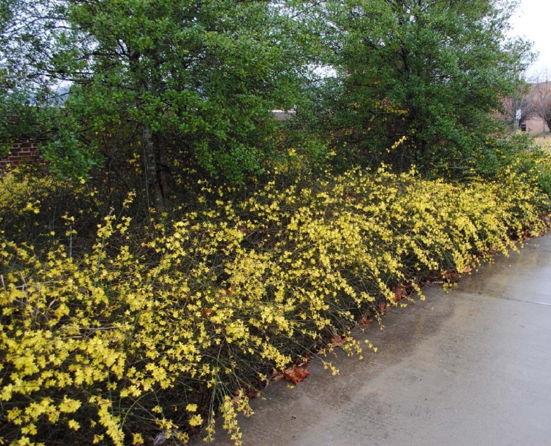 Жасмин зимен Jasminum nudiflorum
