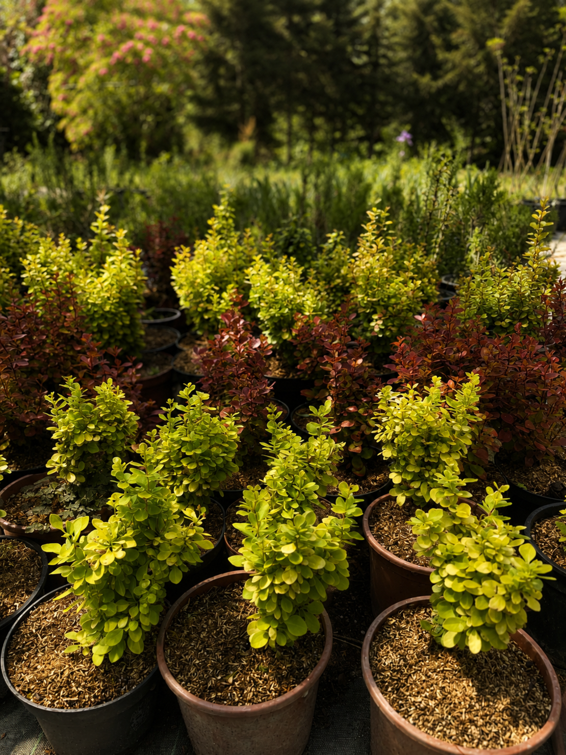 Берберис Тунберг видове 'Berberis thunbergii spp.'