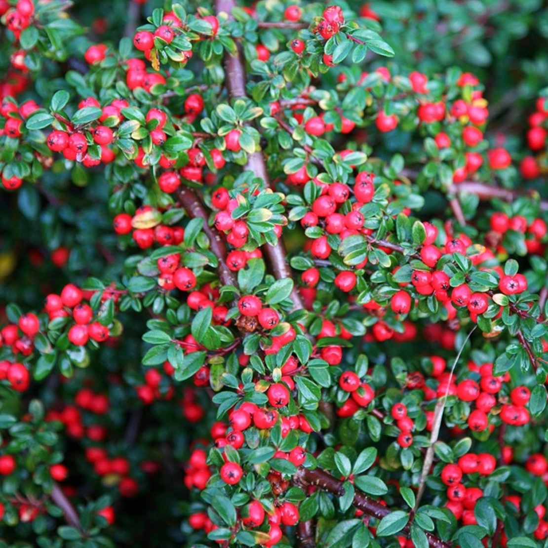 Котонеастер (пълзящ) Cotoneaster dammeri