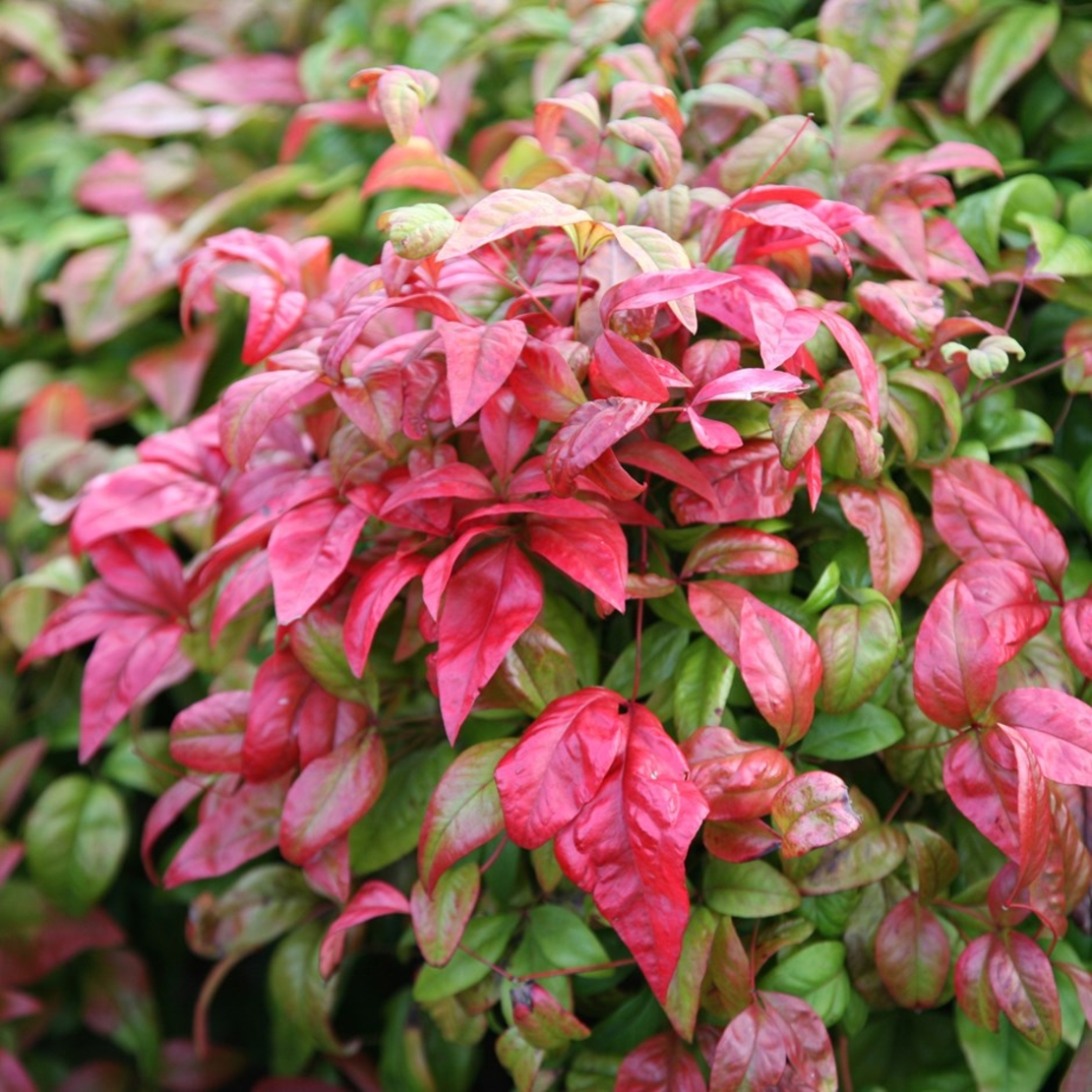 Нандина домашна Nandina domestica