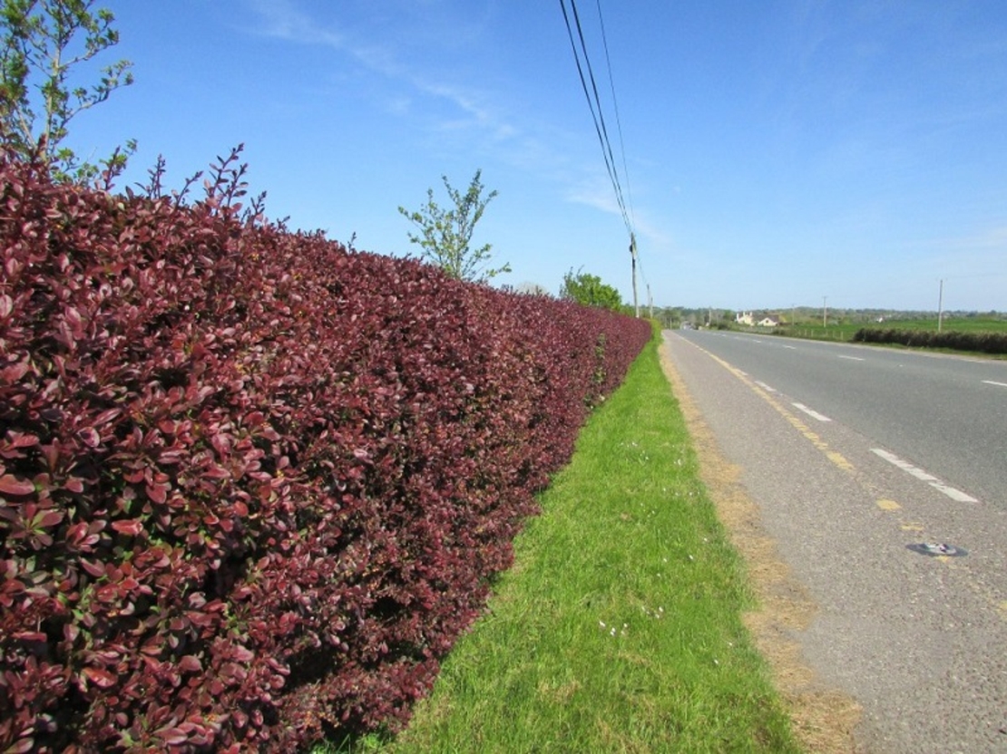 Берберис Тунберг ‘Aurea’ Berberis thunbergii ‘Aurea’