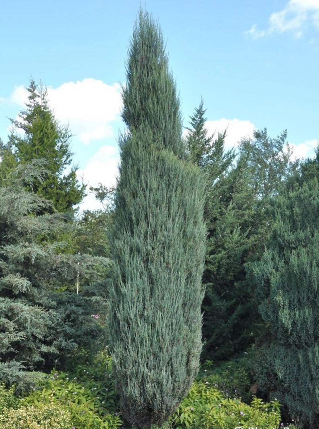 Хвойна скална ‘Blue Arrow’ Juniperus scopulorum ‘Blue Arrow’