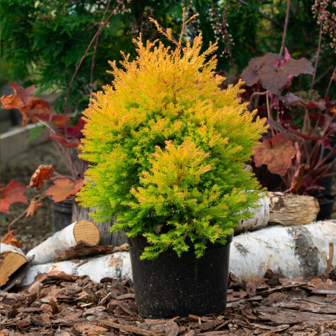 Туя ‘Rheingold’ Thuja occidentalis ‘Rheingold’