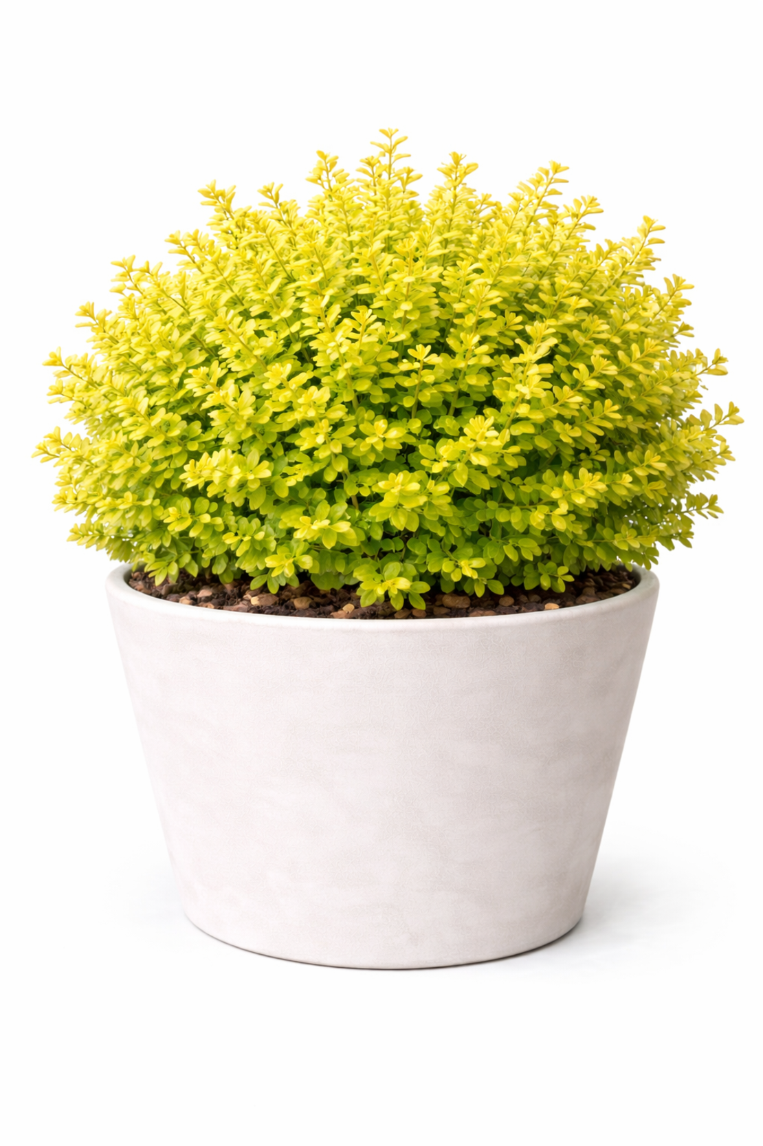 Берберис Тунберг ‘Aurea’ Berberis thunbergii ‘Aurea’