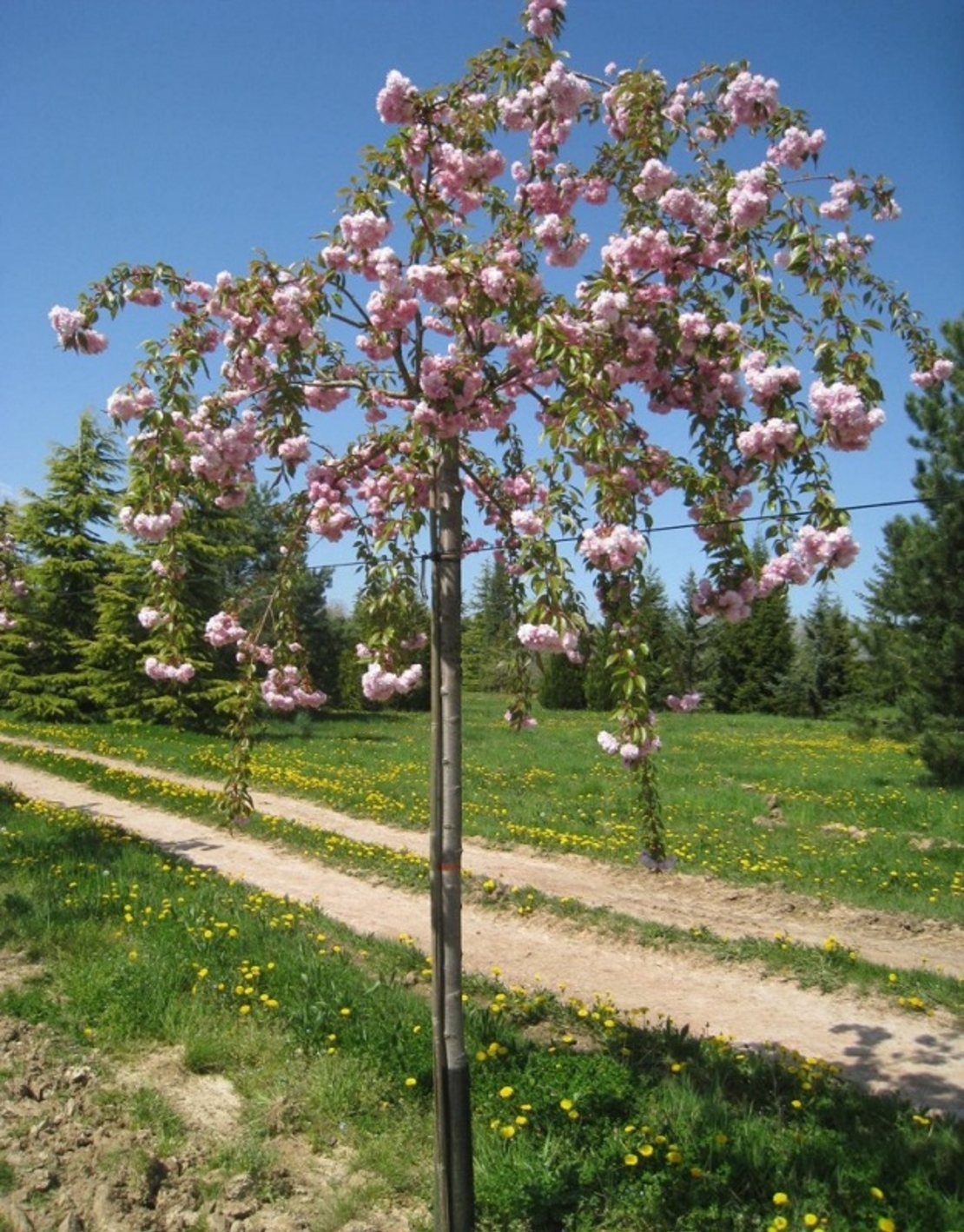Японска вишна ‘Kiku-shidare-zakura’ Prunus serrulata ‘Kiku-shidare-zakura’