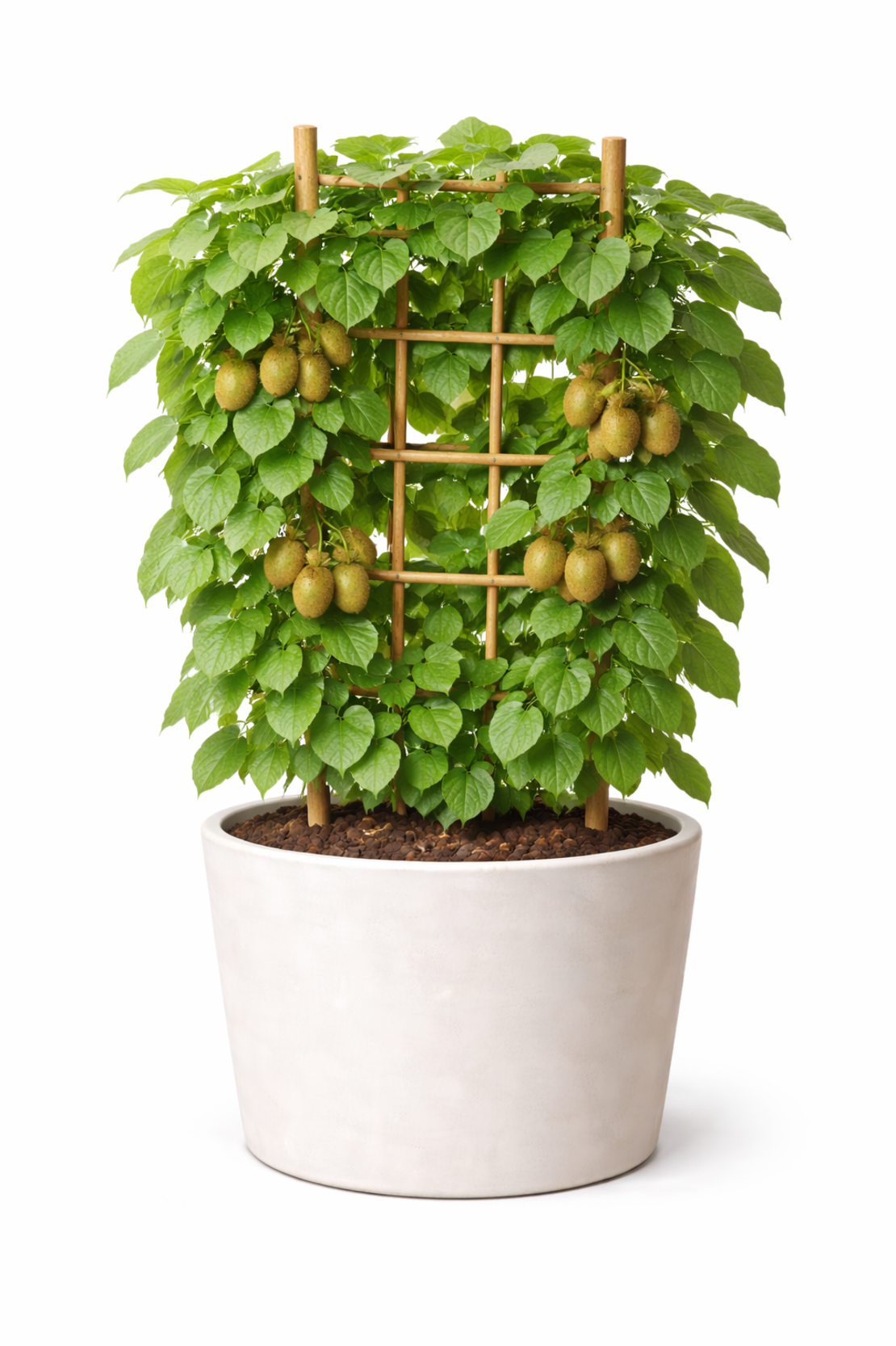 Актинидия (киви лоза) Actinidia spp.