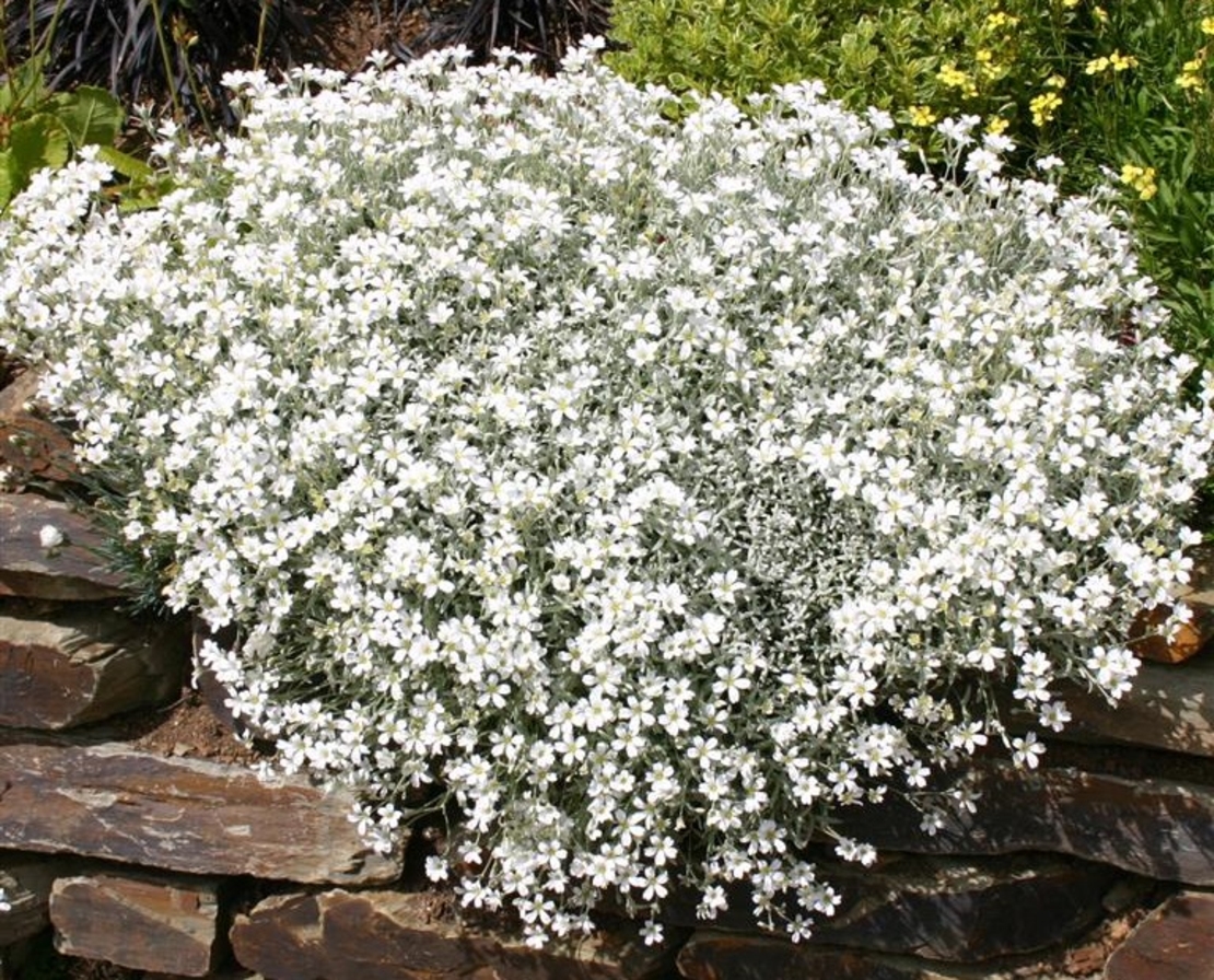 Церастиум (сребърна тревичка) Cerastium tomentosum