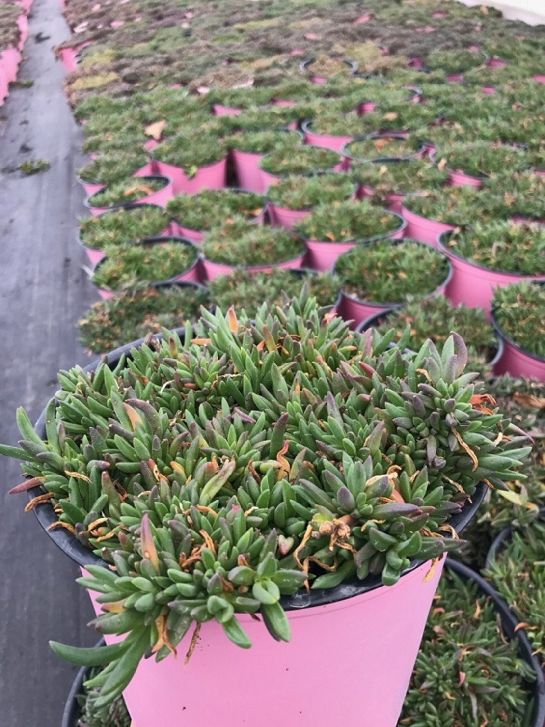 Делосперма Delosperma spp.